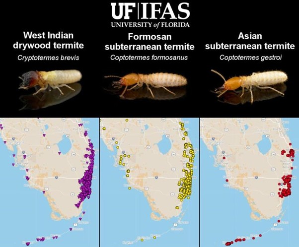The Solution for Invasive Termite Species