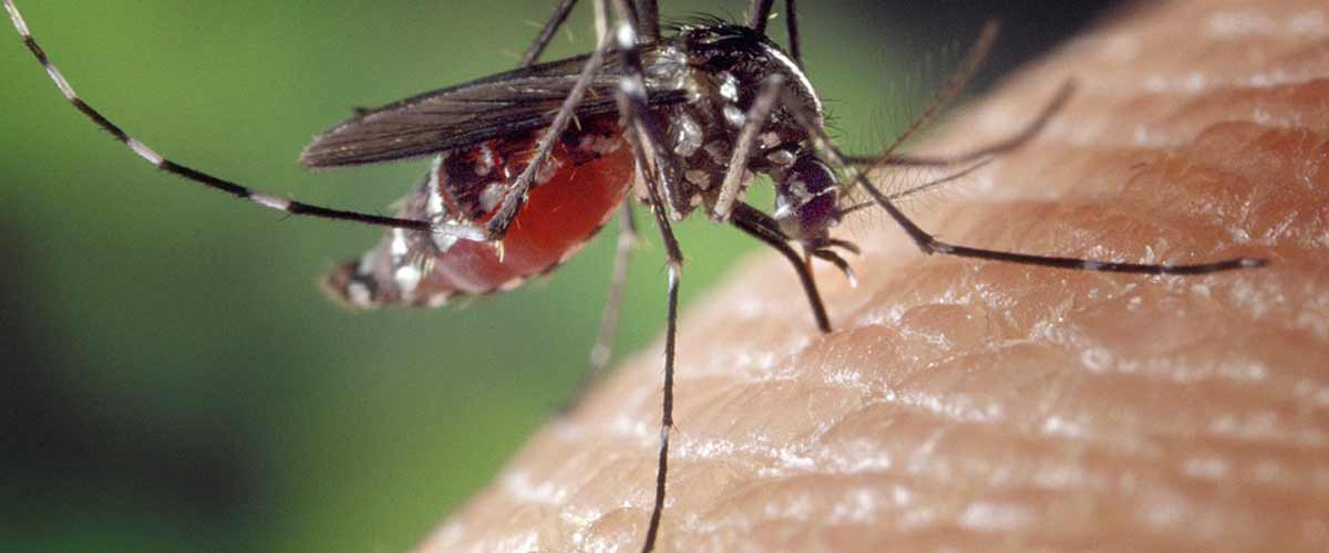 Mosquito Treatments Miami, FL