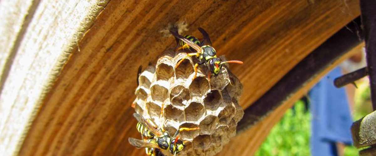 Wasp Removal Miami, FL