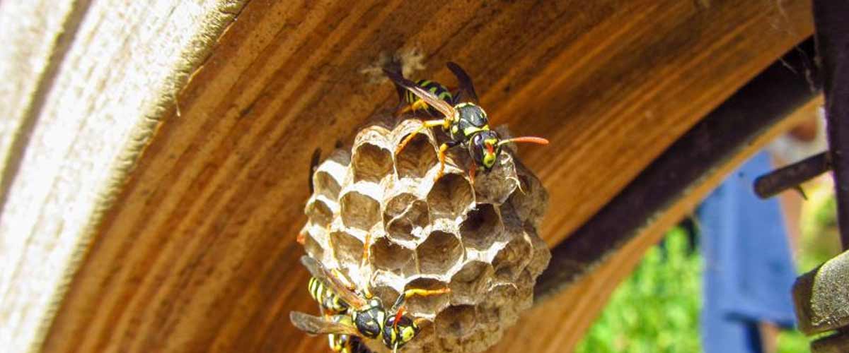 Wasp Removal Village of Palm Springs, FL