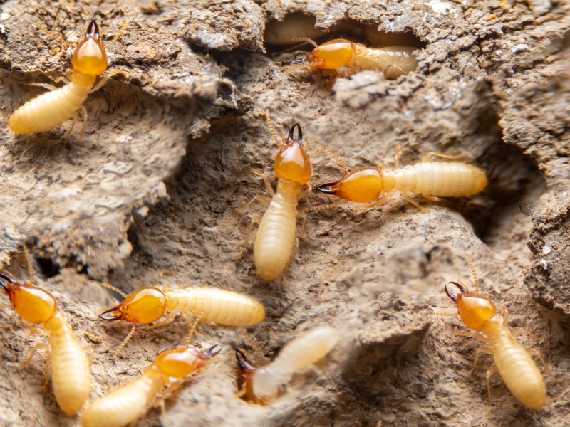 Subterranean Termites Miami, FL